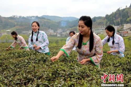  身着当地传统服饰的采茶女。　阿琳娜　摄